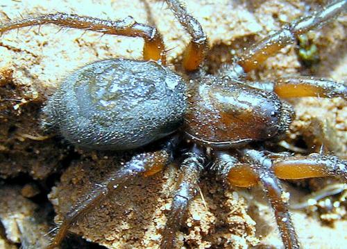 Gnaphosa sp.