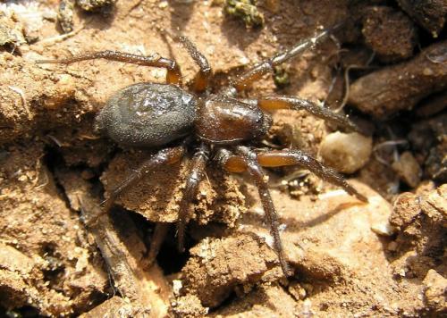 Gnaphosa sp.