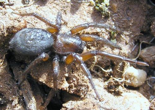 Gnaphosa sp.