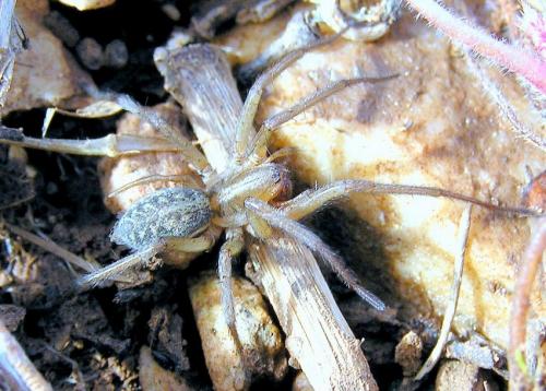 Eratigena agrestis