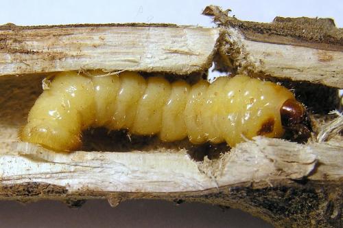 Réf. 28 677 : Agapanthia kirbyi