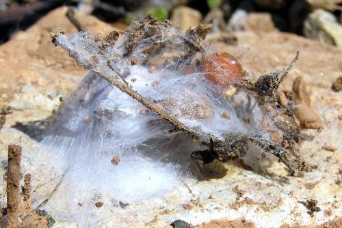 Eratigena agrestis