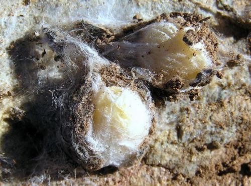 Eratigena agrestis