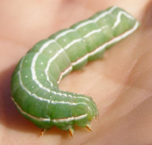 Amphipyra effusa