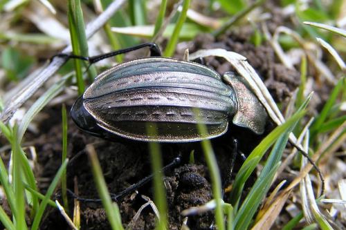 Carabus cancellatus