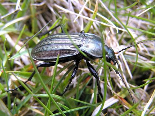 Carabus cancellatus