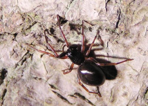 Cetonana laticeps