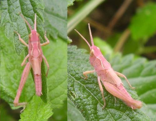 Chorthippus sp.