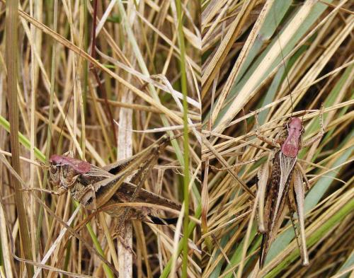 Réf. 28 473 : Platycleis albopunctata albopunctata