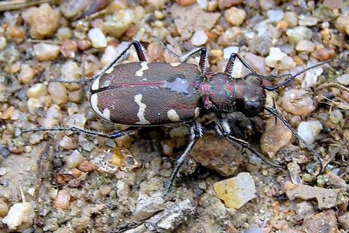Cicindela hybrida