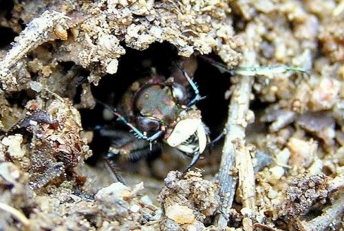 Réf. 28 515 : Cicindela hybrida