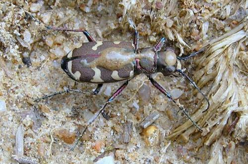 Réf. 28 516 : Cicindela hybrida