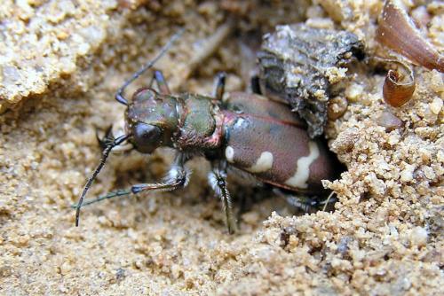 Réf. 28 446 : Cicindela hybrida