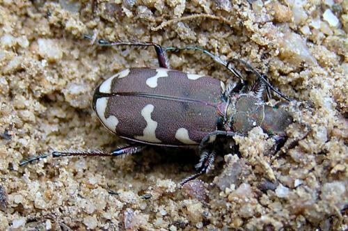 Cicindela hybrida