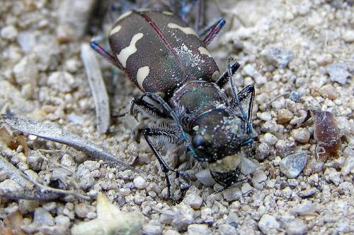 Cicindela hybrida