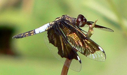Palpopleura lucia