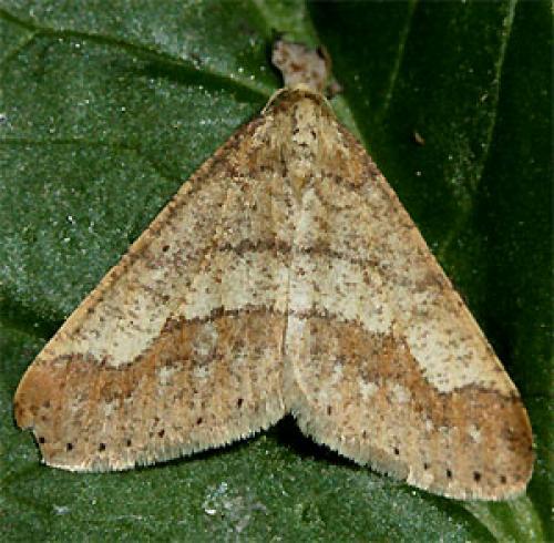 Agriopis marginaria