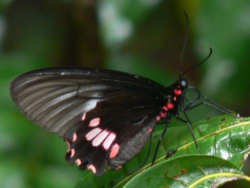 Réf. 28 962 : Parides lysander