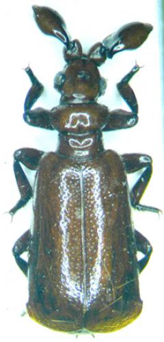 Paussus laevifrons
