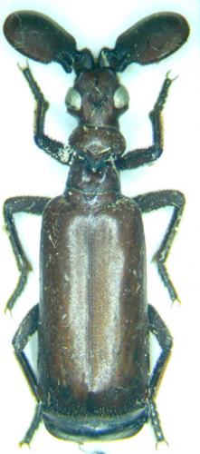 Paussus sp.