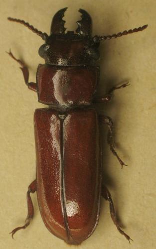 Réf. 28 448 : Birandra silvaini