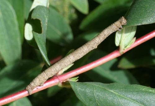 Peribatodes rhomboidaria