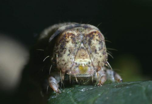 Peribatodes rhomboidaria