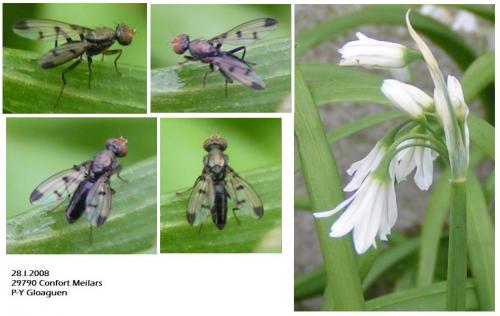 Réf. 28 580 : Geomyza tripunctata