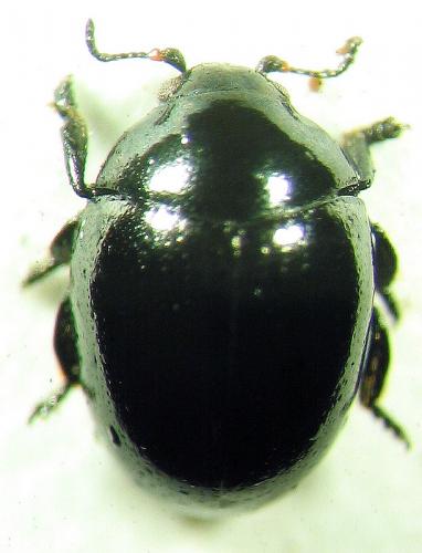 Réf. 28 529 : Oomorphus concolor