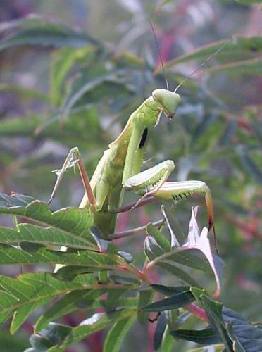 Mantis religiosa