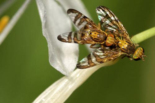 Réf. 28 412 : Chaetostomella cylindrica