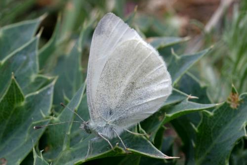 Pieris ergane