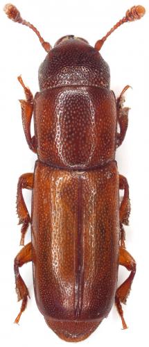 Pityophagus ferrugineus