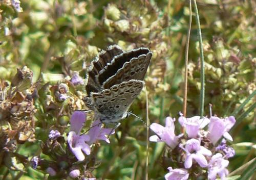 Réf. 28 215 : Plebejus bellieri