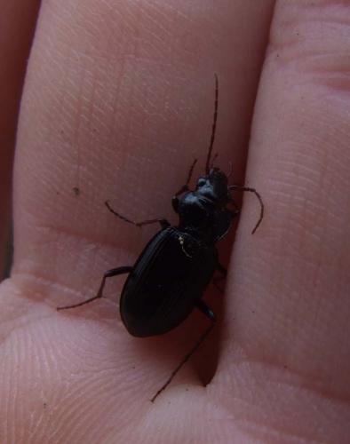 Nebria sp.