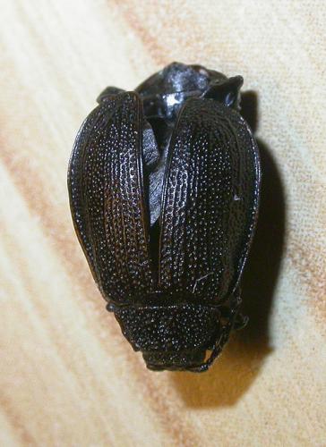 Réf. 28 399 : Galeruca sp.