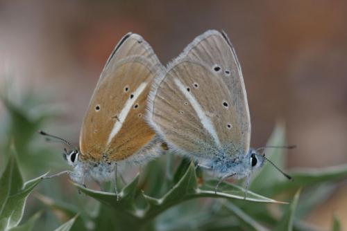 Polyommatus damon