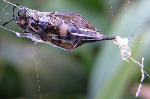 Hermetia illucens