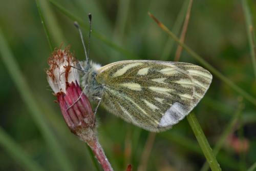 photo de papillon