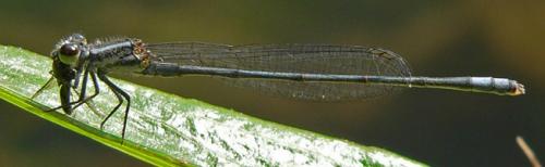 Pseudagrion kersteni