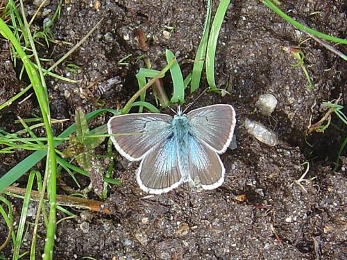 Aricia nicias