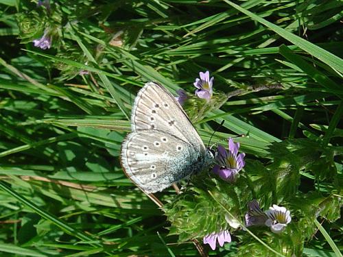 Aricia nicias
