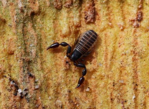 Withius hispanus