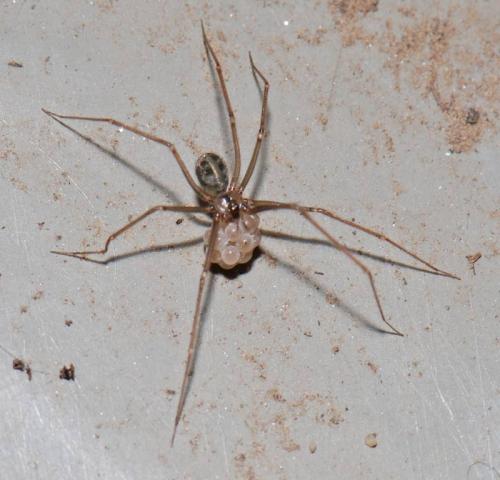 Réf. 28 046 : Psilochorus simoni