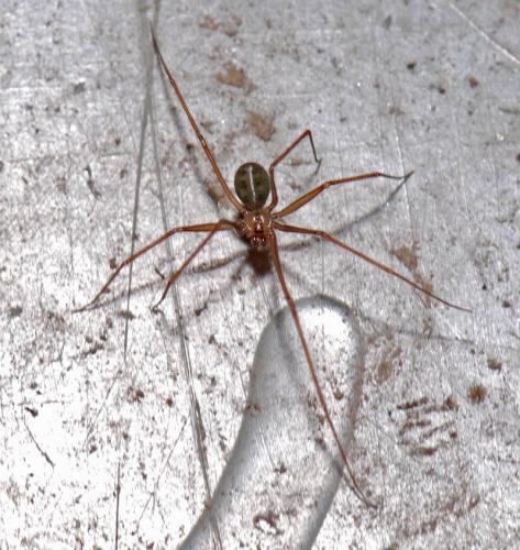 Réf. 28 047 : Psilochorus simoni