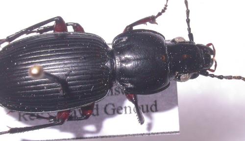 Réf. 28 481 : Pterostichus sp.