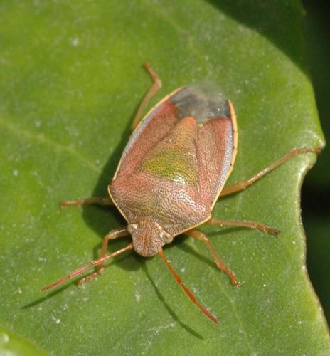 Réf. 28 865 : Piezodorus lituratus