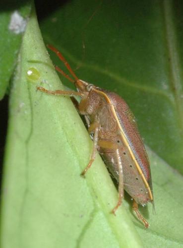 Réf. 28 866 : Piezodorus lituratus