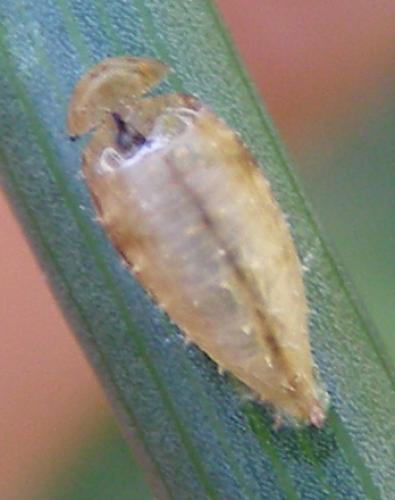Réf. 28 296 : Dasysyrphus sp.
