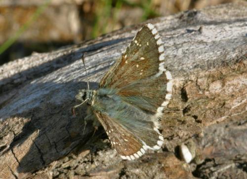 Réf. 28 088 : Pyrgus cacaliae